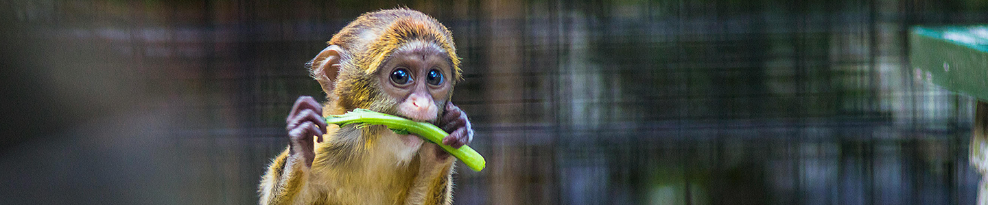 Photograph of a baby monkey eating a green stem