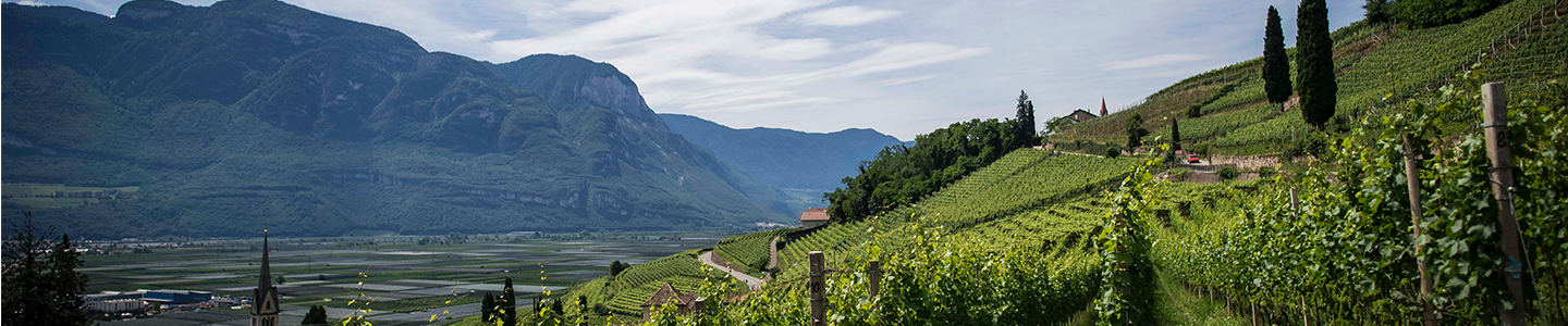 Photograph of a hillside vineyard with mountains and river visible at the crest