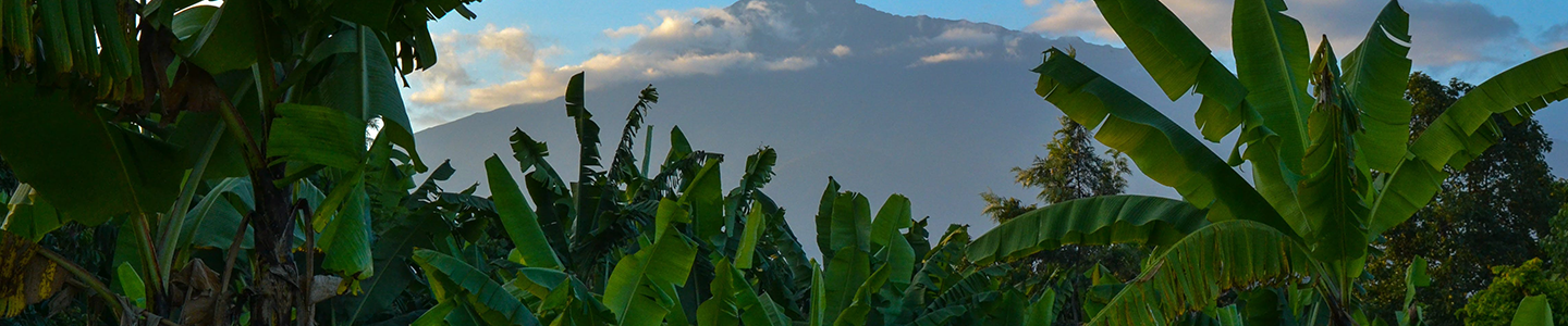 Cropped photograph of banana tree plants with a mountain and some clouds in the background.