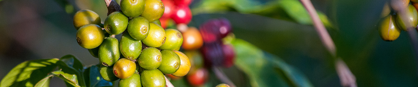 Photograph of coffee beans growing on a tree