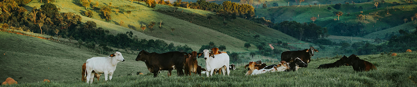 Wide angle photograph of cows grazing in a field in the middle of a valley.