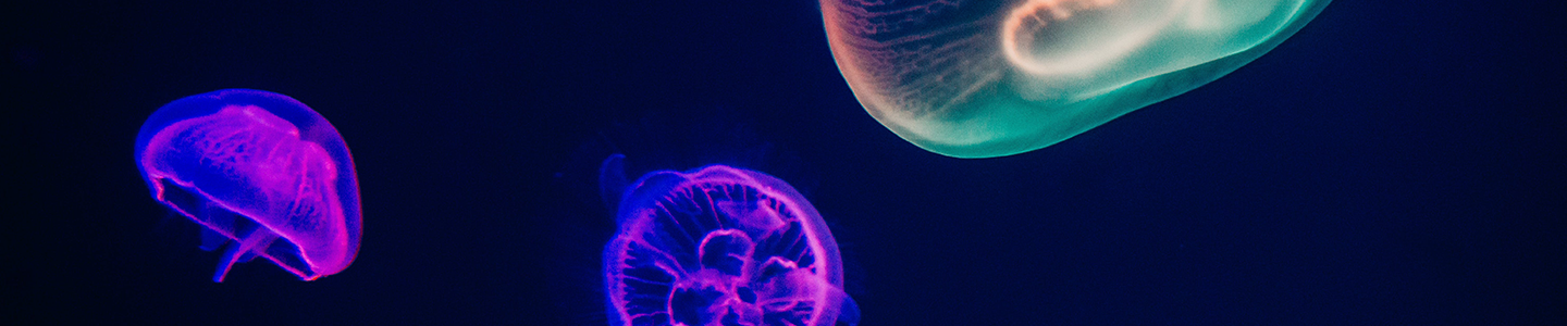 Photograph of glowing jellyfish swimming deep in the ocean.