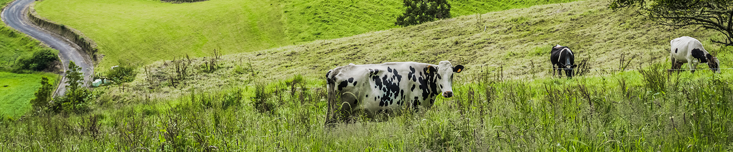 Photograph of 3 cows roaming in an open field.