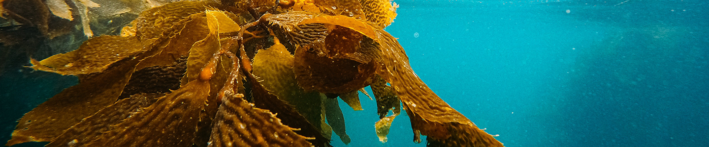 Photograph of kelp seaweed floating under water in the ocean.