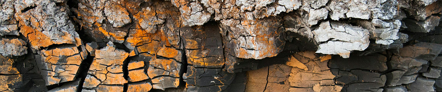 Zoomed-in photograph of tree bark that is cracked and textured