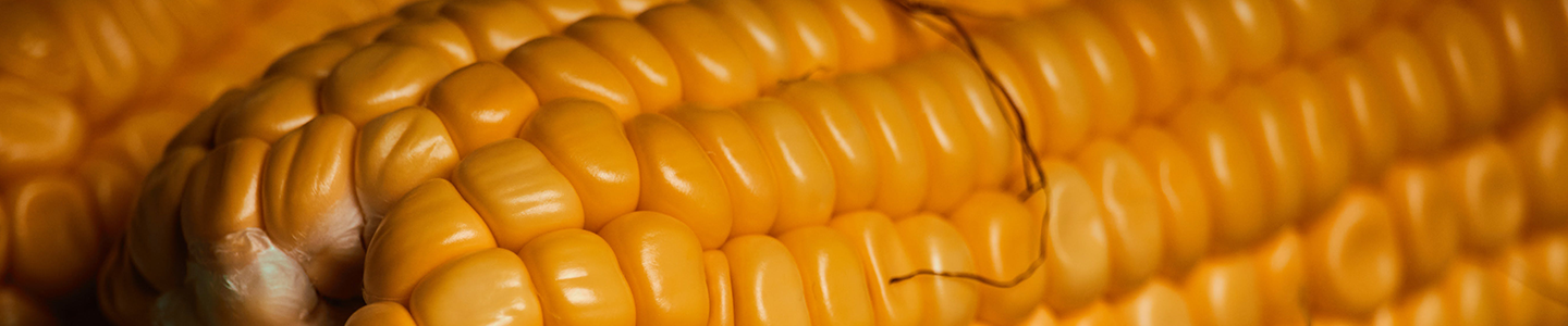 Zoomed-in photograph of maize (corn) kernels on the cob.