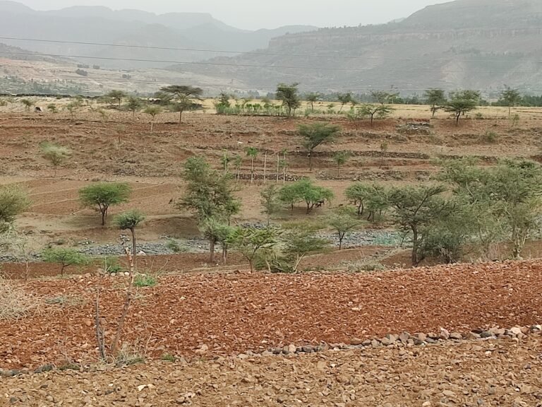Advancing Multifunctional Agroforestry in Ethiopia: Evidence, Innovation and Policy Pathways