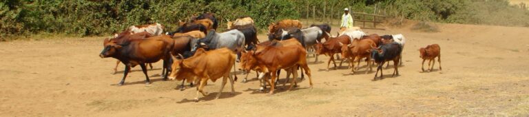 From humble beginnings to pioneers of resilient farming in Kipkewa Village