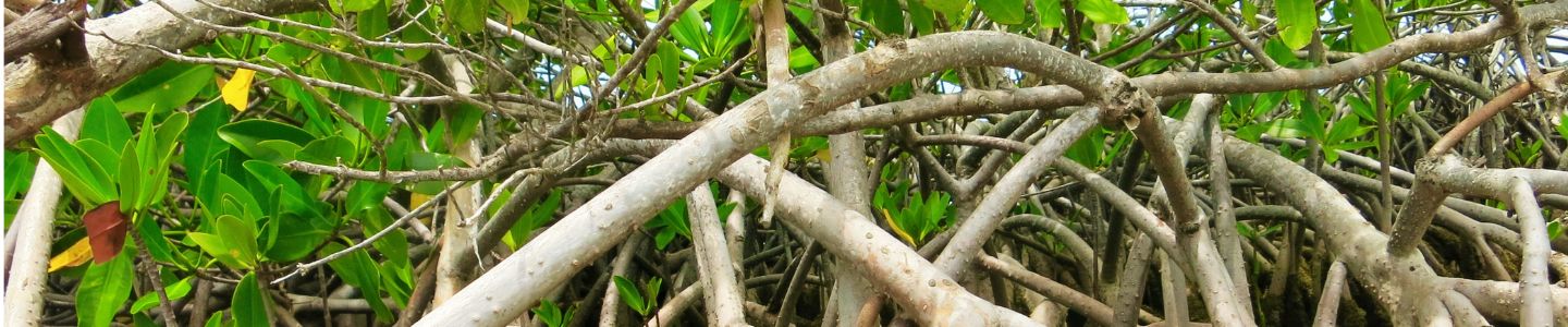 A zoomed in shot of mangroves