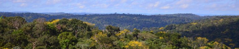Multifaceted Assessment of Amazonian Tree Diversity Reveals Pervasive Impacts of Human Modification
