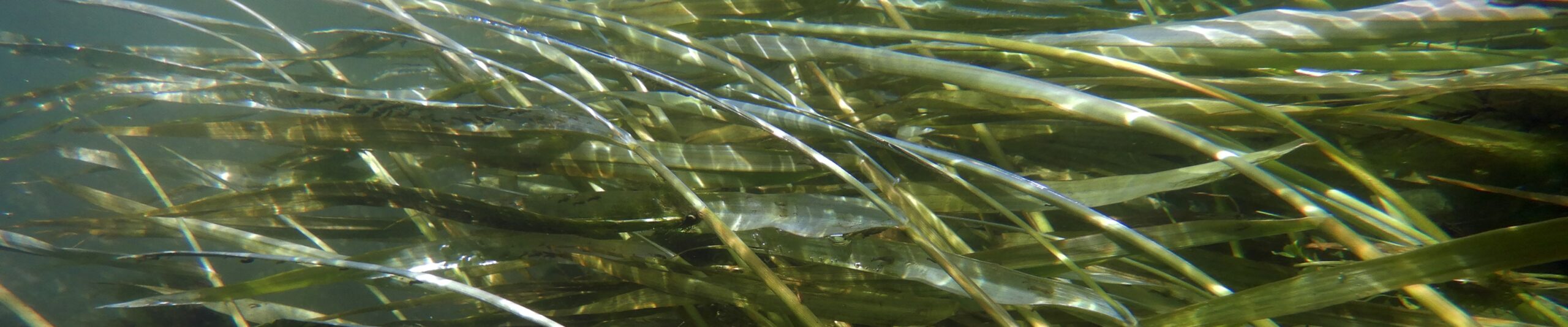 Seagrass