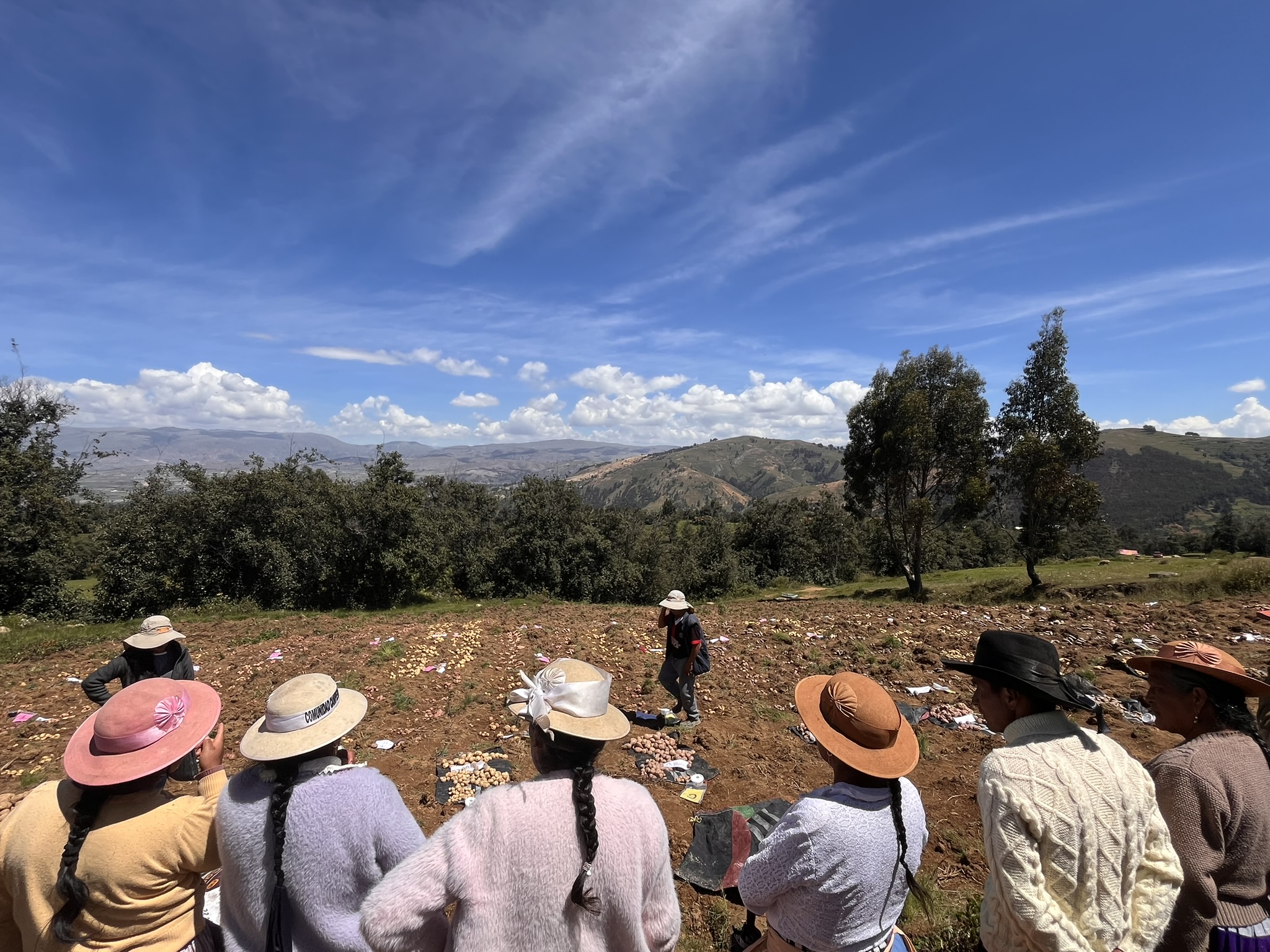 Participatory trial evaluation at harvest time in the Central Andes of Peru. Farmers rate their preferences based on drought tolerance, yield, and other factors such as texture, taste, cooking time, or pest & disease (late blight) resistance and tolerance to frost. (Farmer vote with seeds and deposit the seeds in little plastic containers which you may see on the potato sacks. Gender preferences are usually captured by using different seed types. The results are then discussed among farmers.)