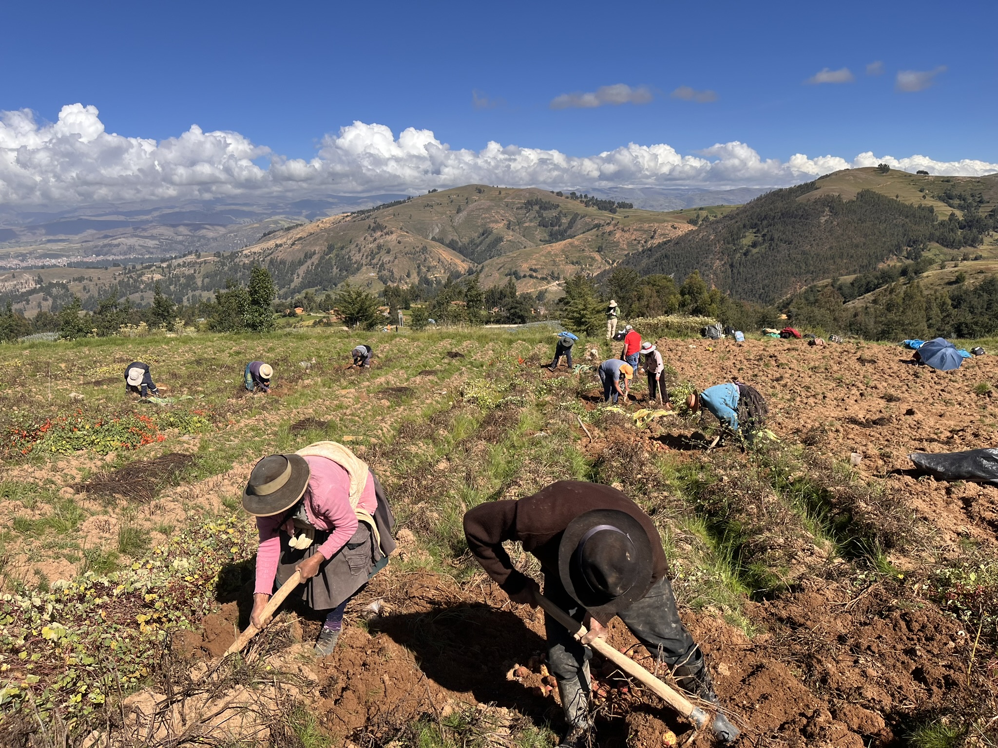 Potato harvest in Peru. Experimental plots have been protected by a traditional pest management strategy – the use of mashua plants as weevil repellent
